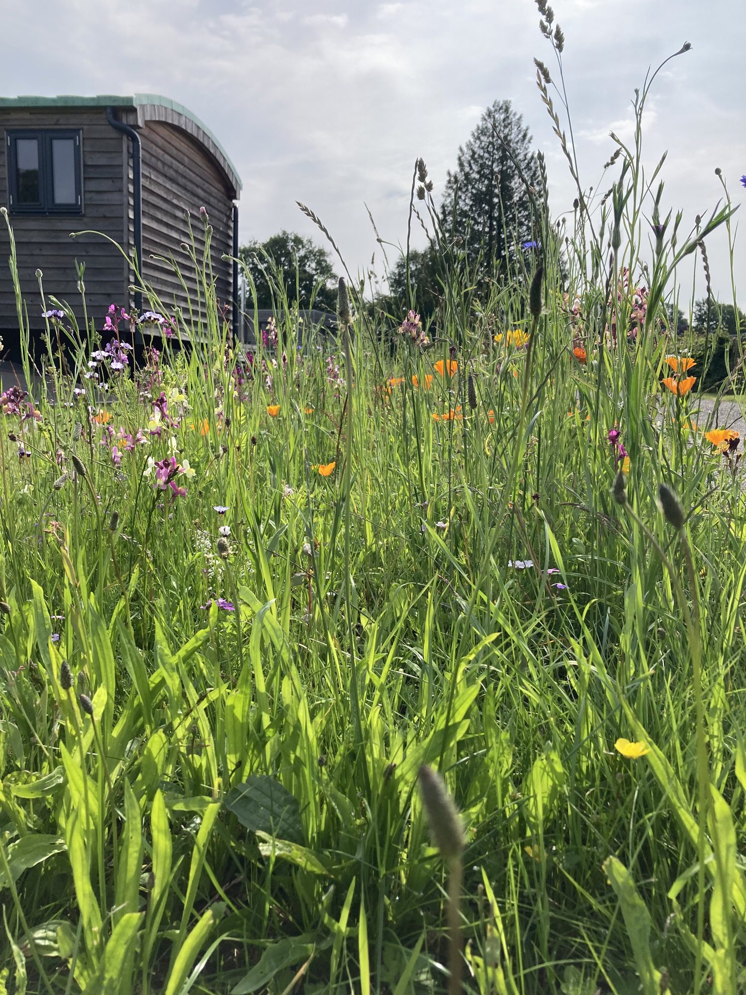 Hohe Wildblumen vor einem Tiny House