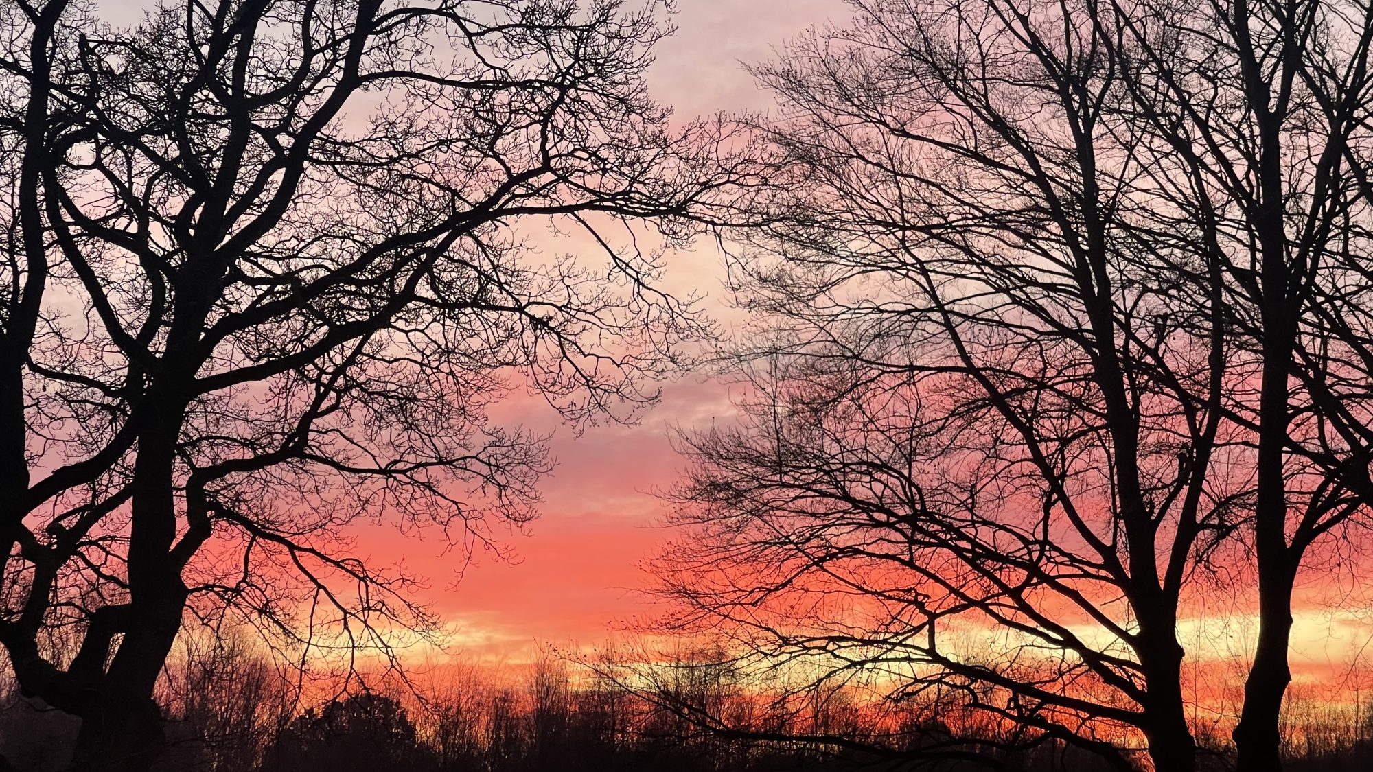 Sonnenuntergang hinter kahlen Bäumen