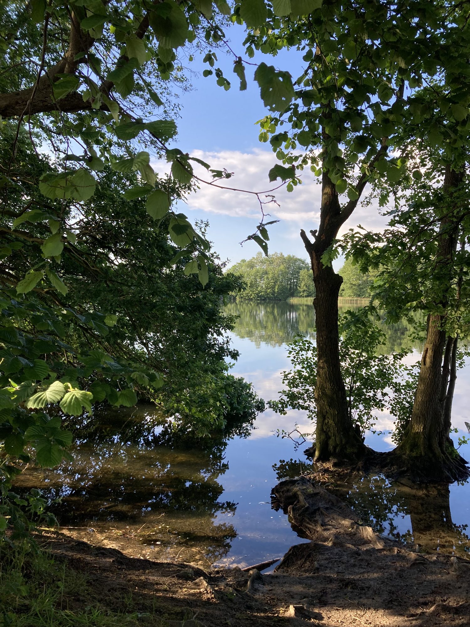 Bäume am Ufer des Itzstedter Sees