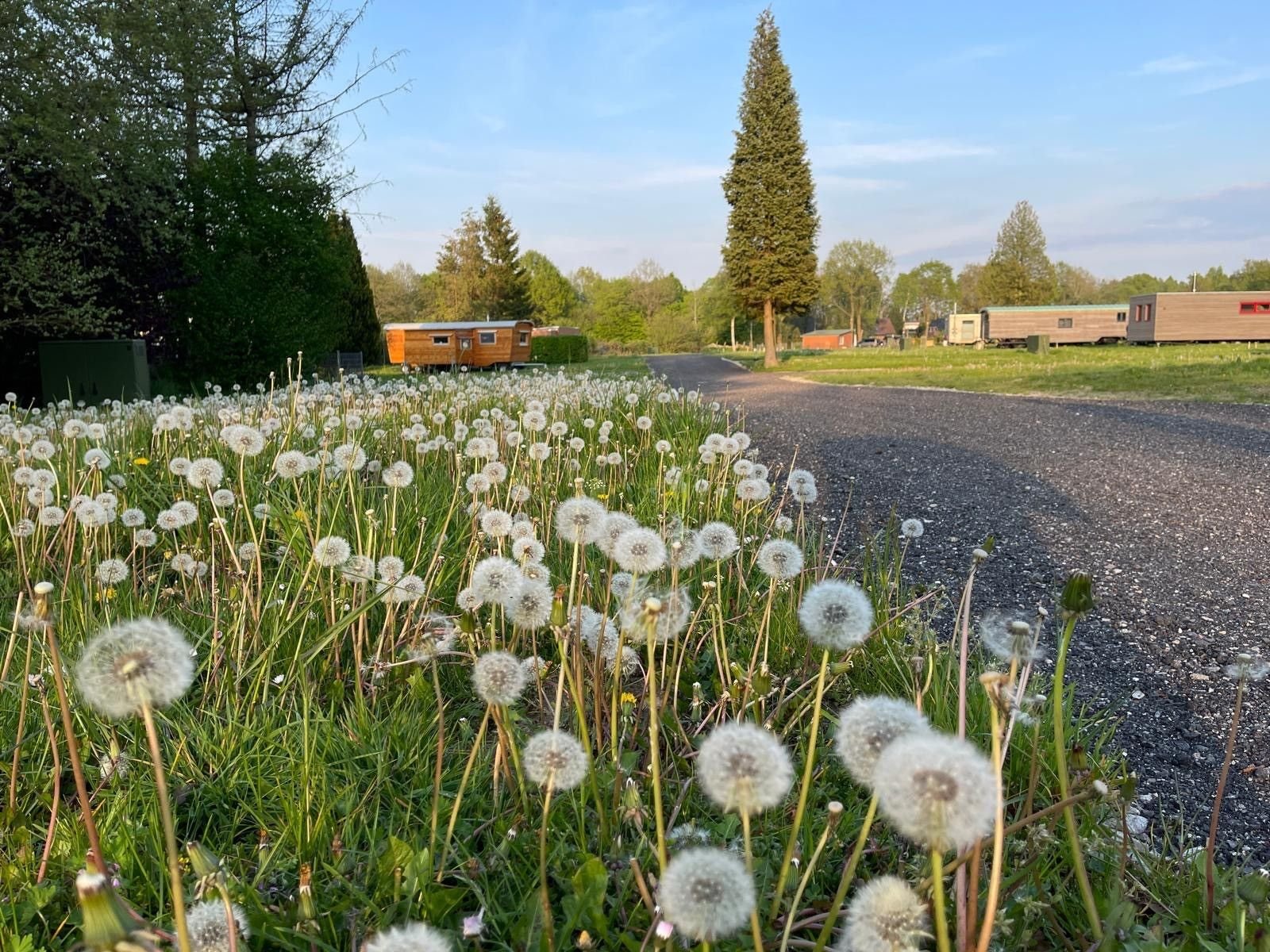 Pusteblumen am Wegrand, im Hintergrund die Siedlung
